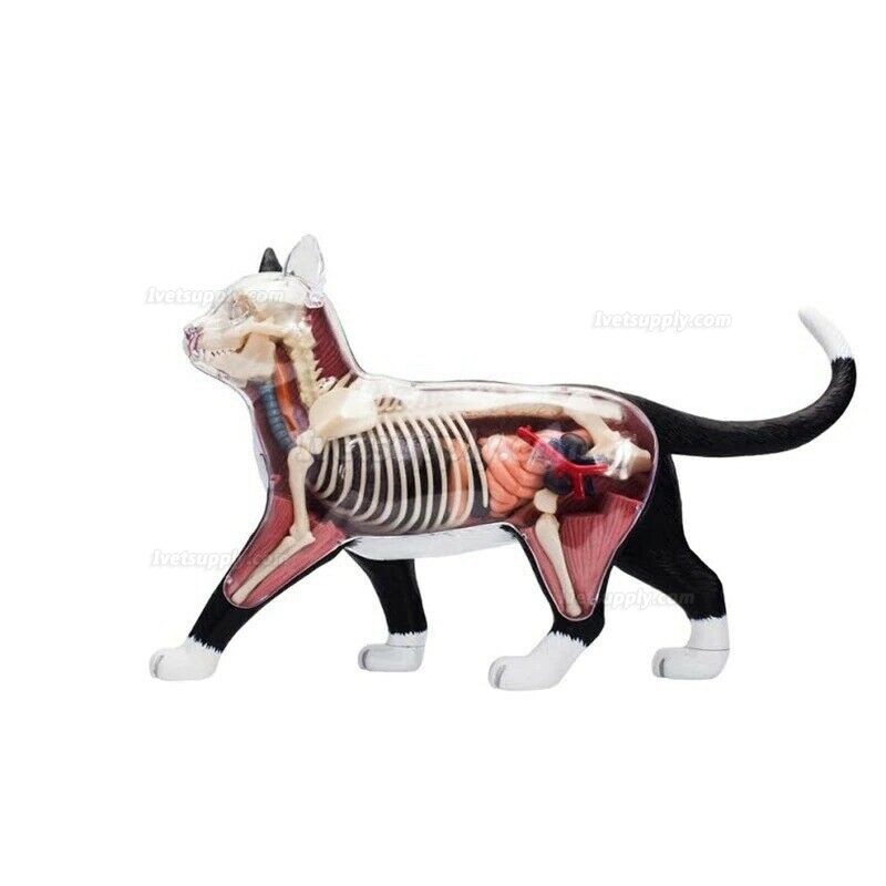 Animal Cat 4d Biology Organ Anatomical Model Medical Teaching Puzzle Assembling